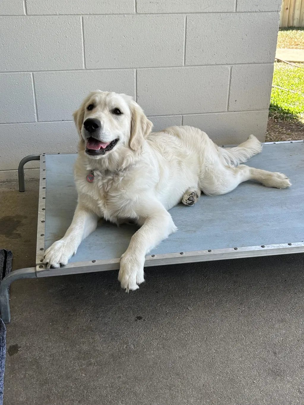 Customer photo review of PawWipe – Badet din hund faktiskt gillar