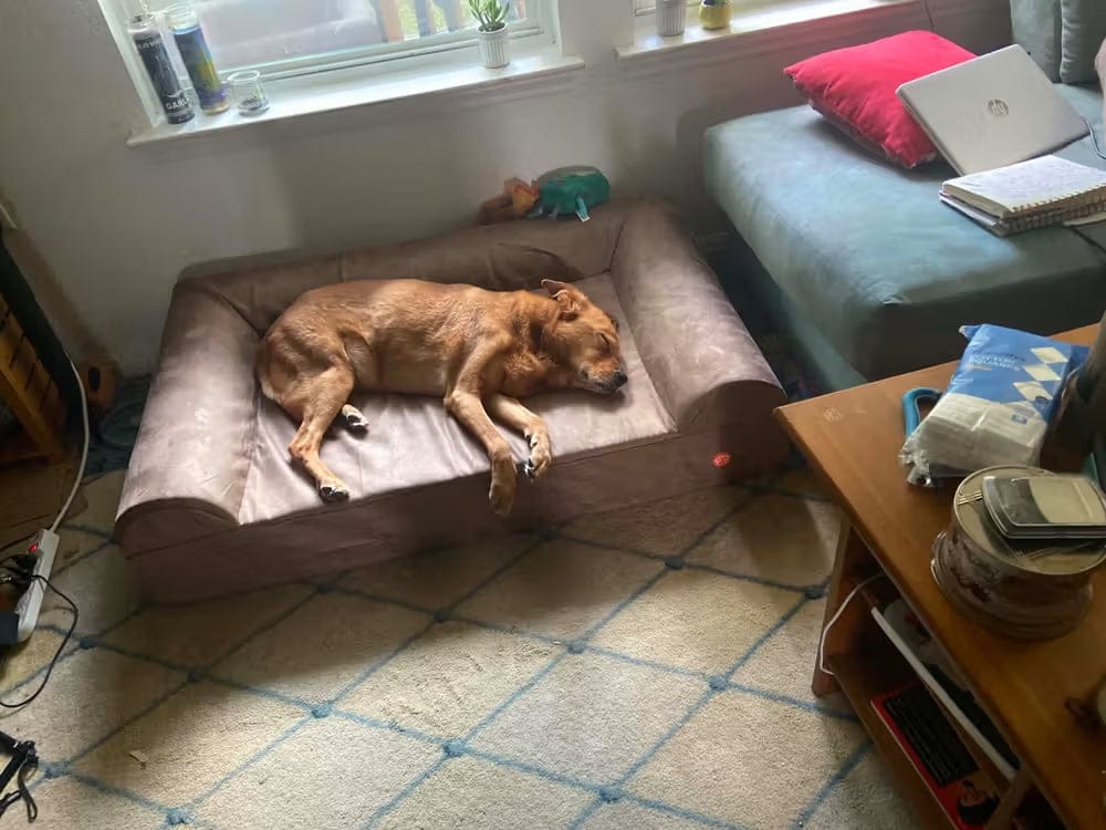 Customer photo review of 7" Orthopedic Dog Sofa Bed | Big Barker