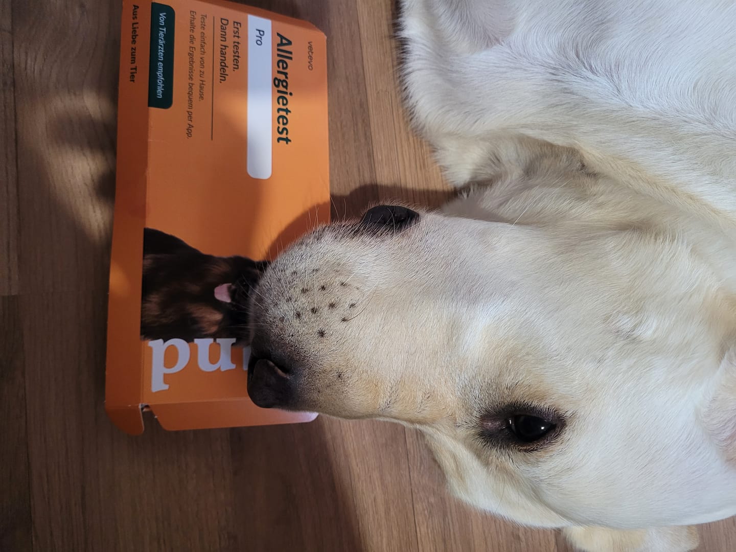 Customer photo review of Upgrade - Allergietest Hund