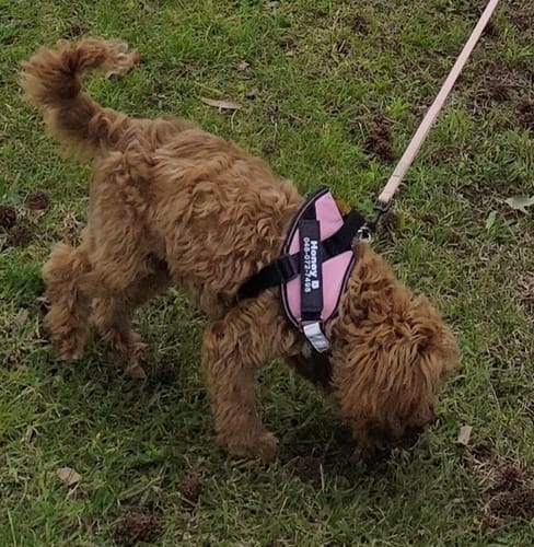 Customer photo review of Dogshood ™ No Pull Harness