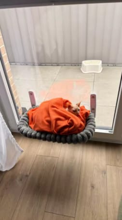 Customer photo review of Cat Hammock