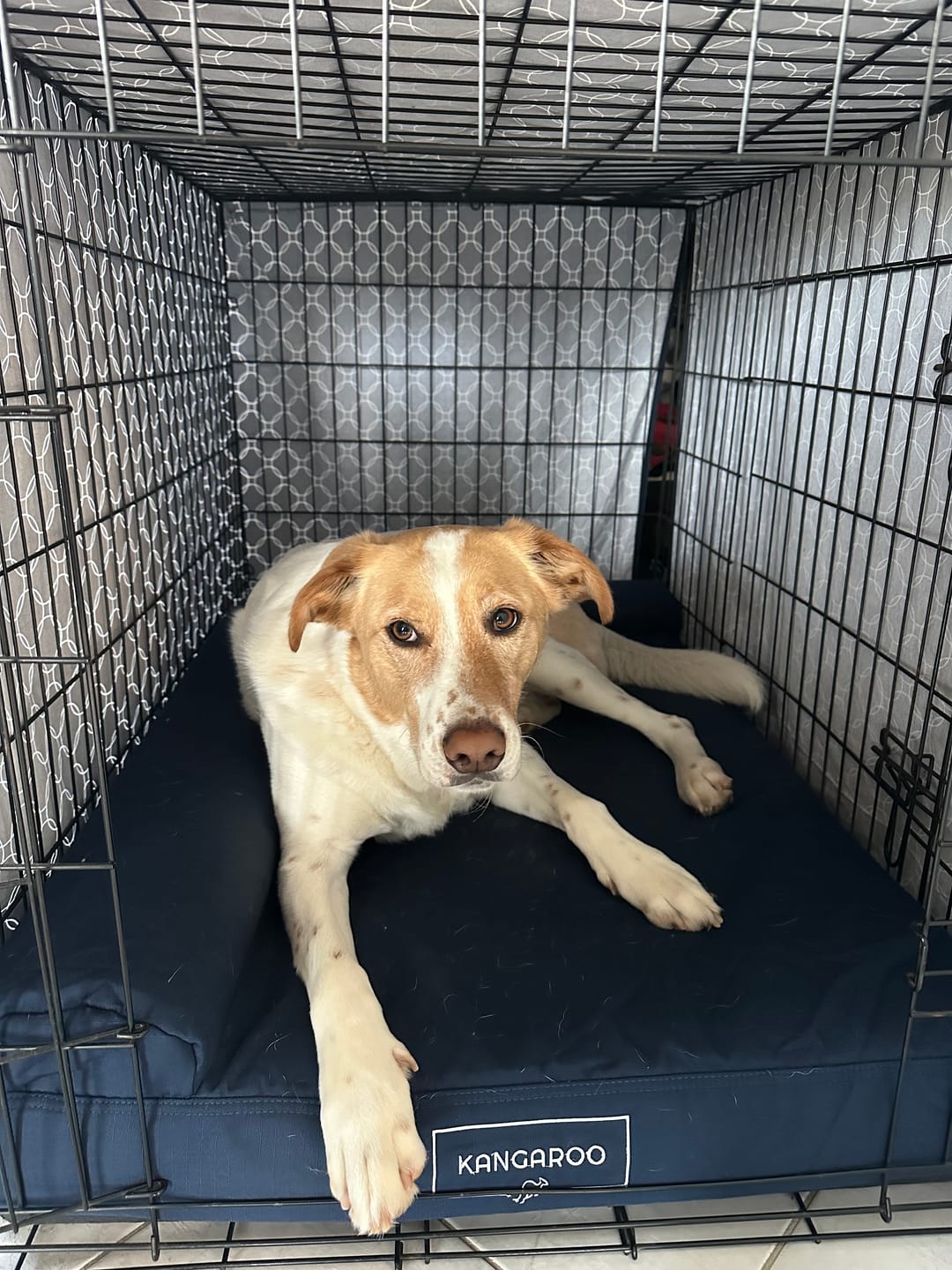 Customer photo review of Kangaroo Dog Crate Mat