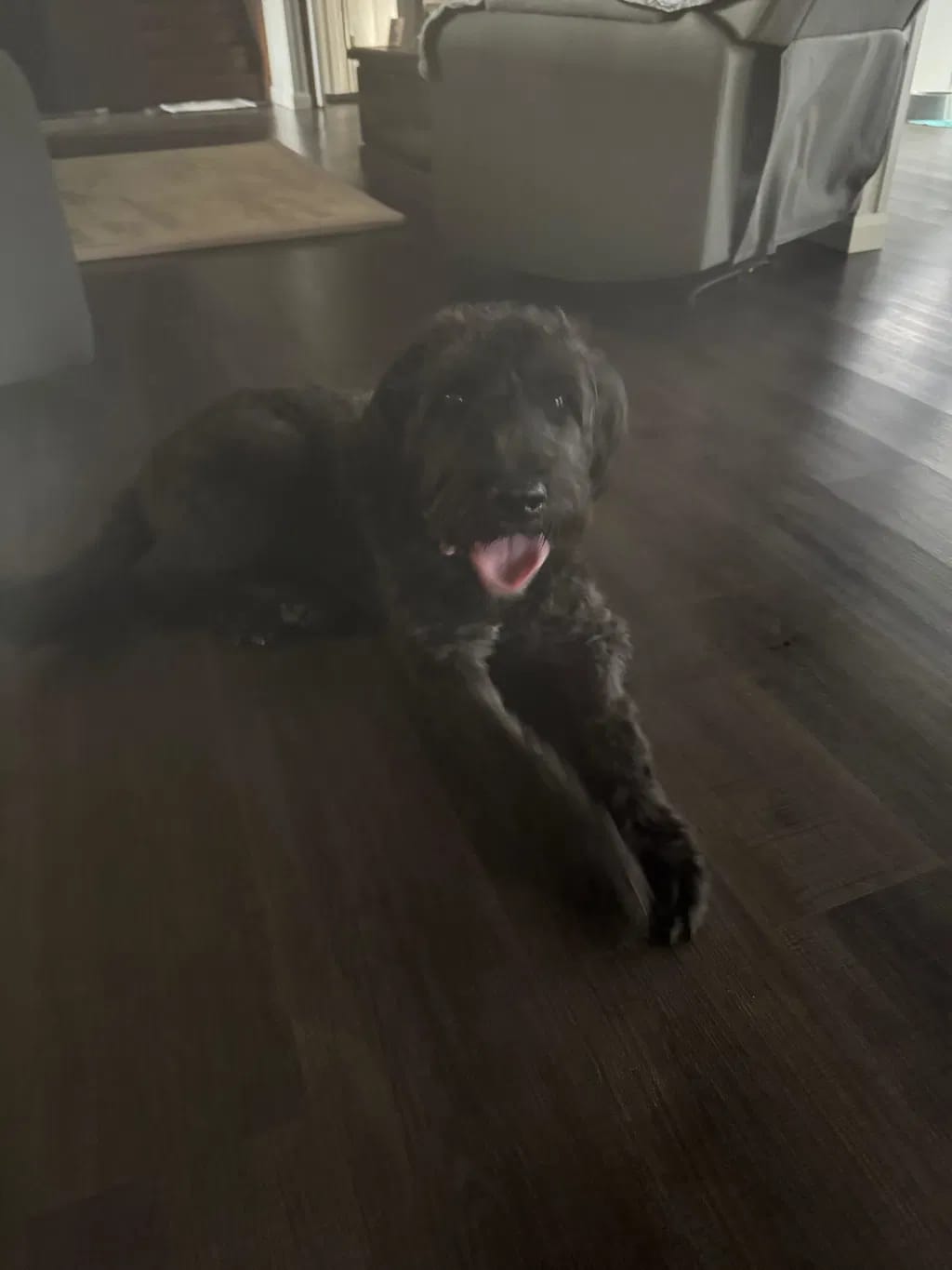 Customer photo review of PawWipe – Badet din hund faktiskt gillar
