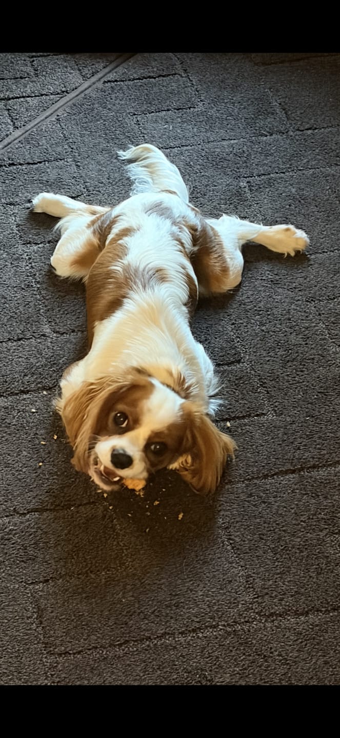 Customer photo review of Himalayan Cheese Puffs — Crunchy Dog Snack from Yak Chew Leftovers