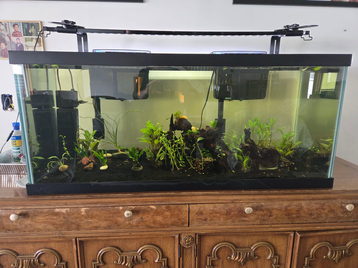 Customer photo review of Bacopa Monnieri 'Moneywort'