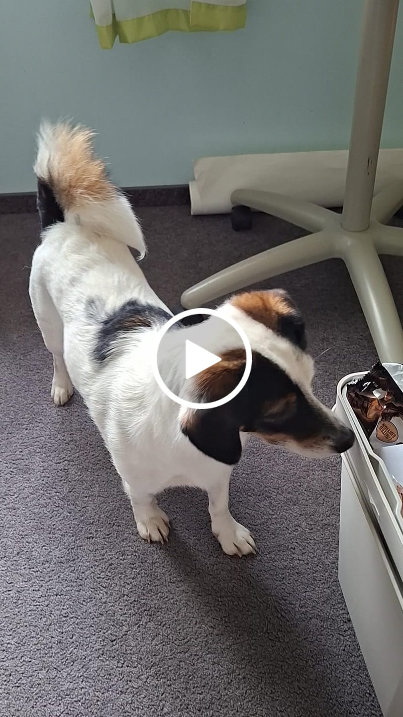 Customer video review of Allergietest Plus Hund