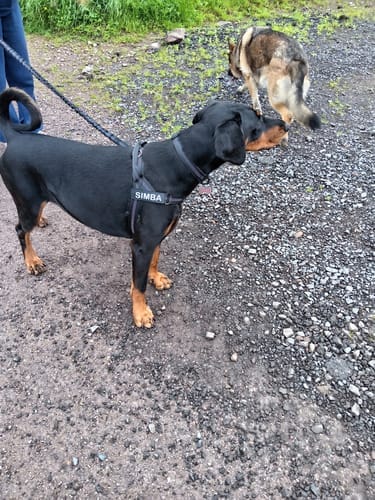Customer photo review of TragPet Anti-Zug Hundegeschirr