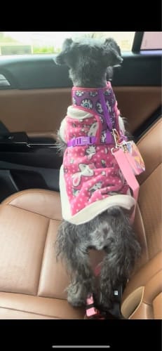Customer photo review of Dog Safety Seat Belt