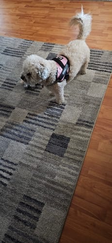 Customer photo review of Dogshood ™ No Pull Harness