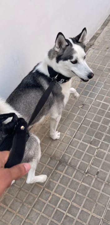 Customer photo review of Pawtiva™ Protección Natural contra Pulgas y Garrapatas hasta por 12 Meses