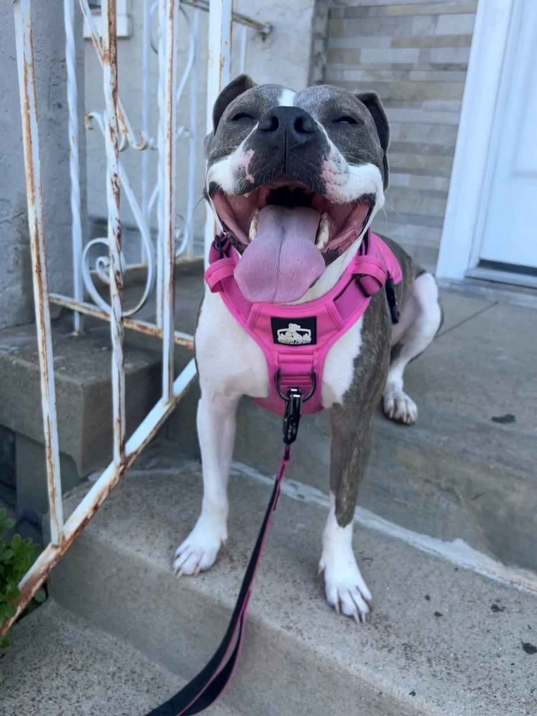 Customer photo review of No Pull Bully Proof Harness