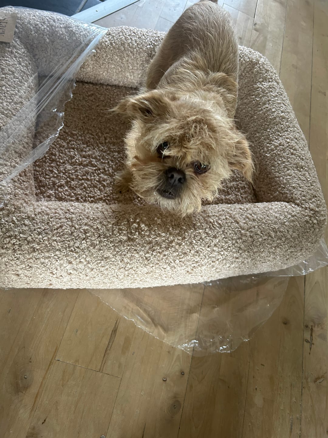 Customer photo review of Staey - Karla Ortopædisk Hundeseng, Sand Curly