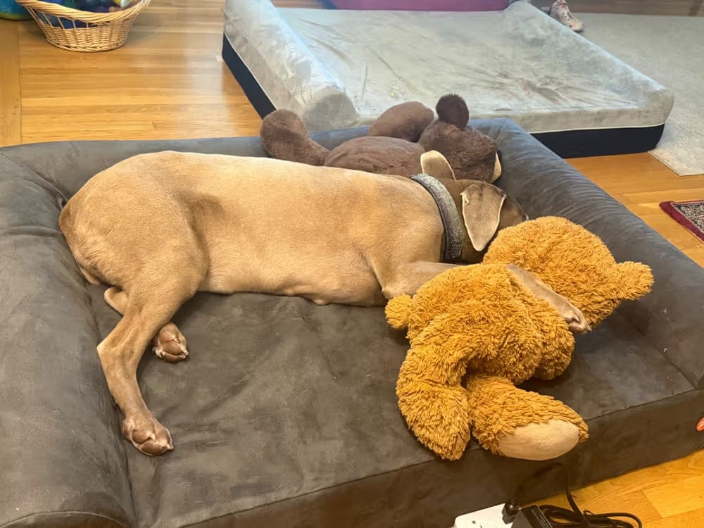 Customer photo review of 7" Orthopedic Dog Sofa Bed | Big Barker