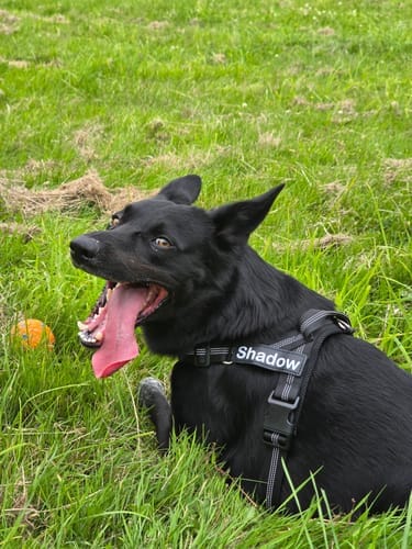 Customer photo review of TragPet Anti-Zug Hundegeschirr