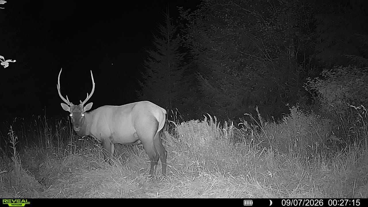 Customer photo review of Buy 2 & Save! Tactacam Reveal X (AT&T) Cellular Trail Camera