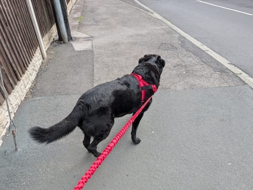 Customer photo review of TragPet Anti-Zug Hundegeschirr