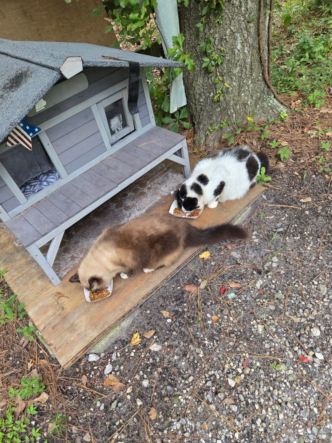 Customer photo review of 6x Blisso Advanced Cat Probiotic