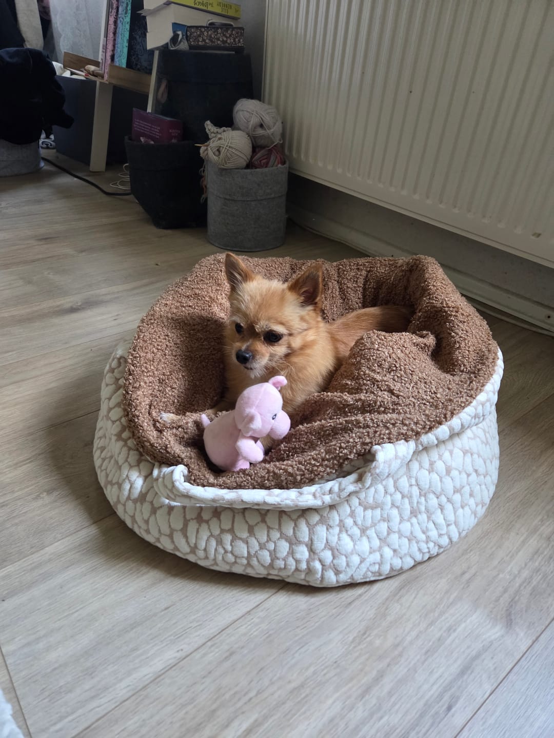Customer photo review of THE STUDIO NEST – mobiles Hundebett & Schlafsack für kleine Hunde