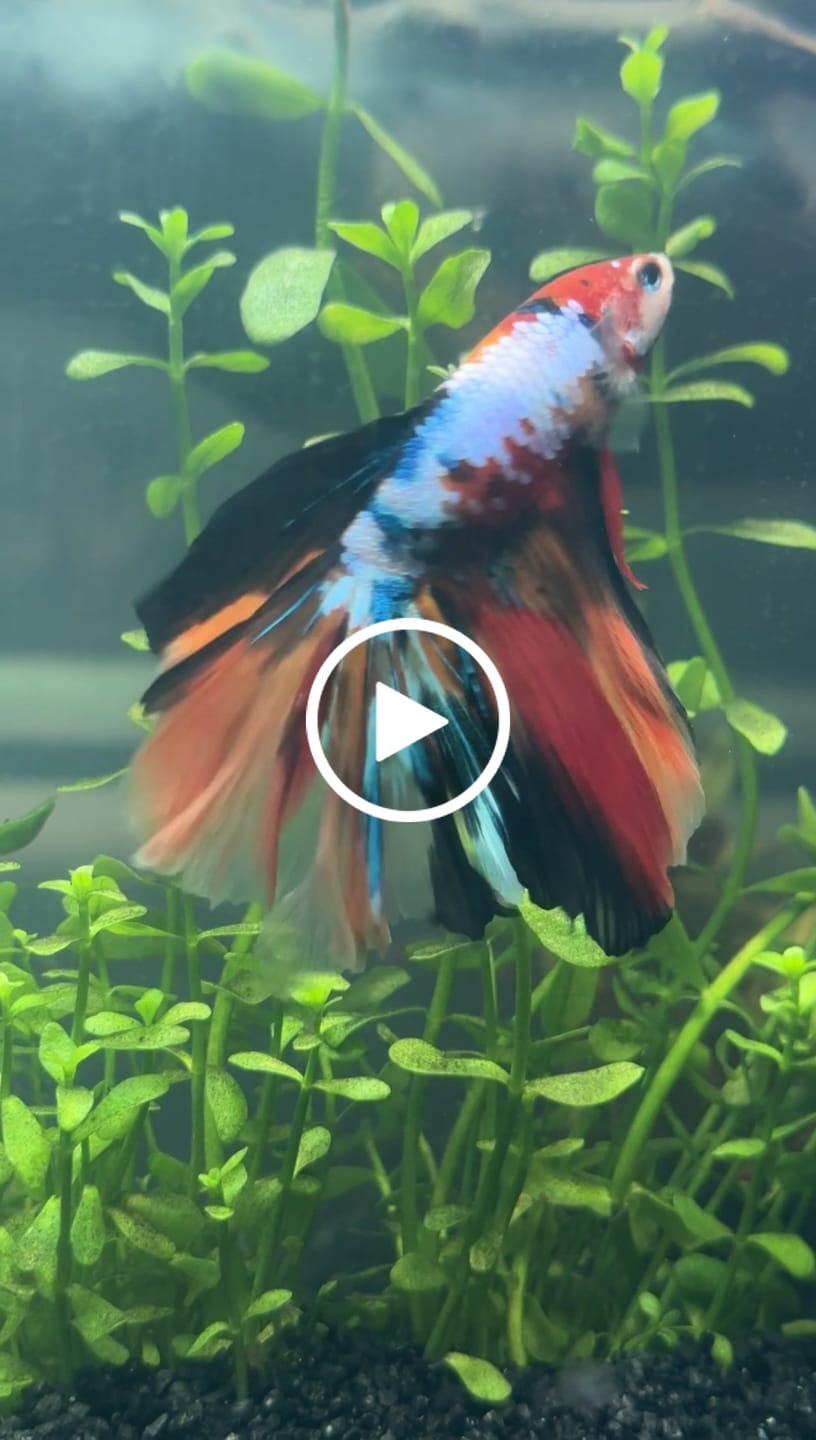 Customer video review of Multicolor Halfmoon Male Betta Fish | High Grade | Order Directly From Farm |  You Pick Fish |