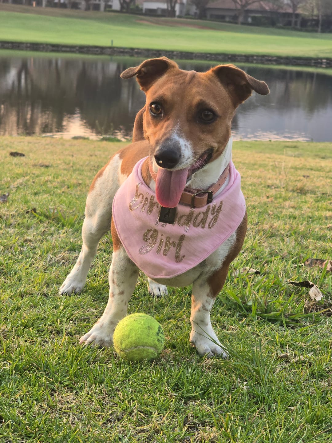 Customer photo review of Rose Pink Leather Dog Collar
