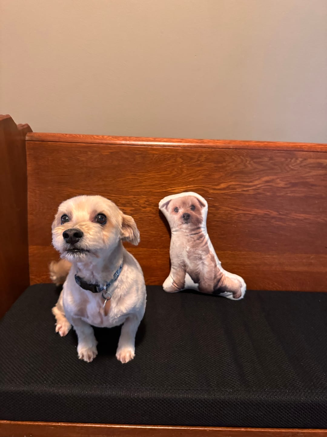 Customer photo review of Custom Dog Shaped Memorial Pillow for Pet Owners from Your Pet Picture