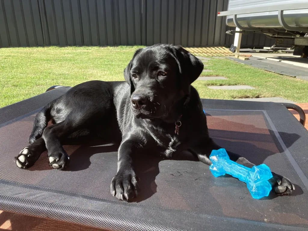 Customer photo review of PawWipe – Badet din hund faktiskt gillar
