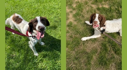 Customer photo review of TragPet Anti-Zug Hundegeschirr