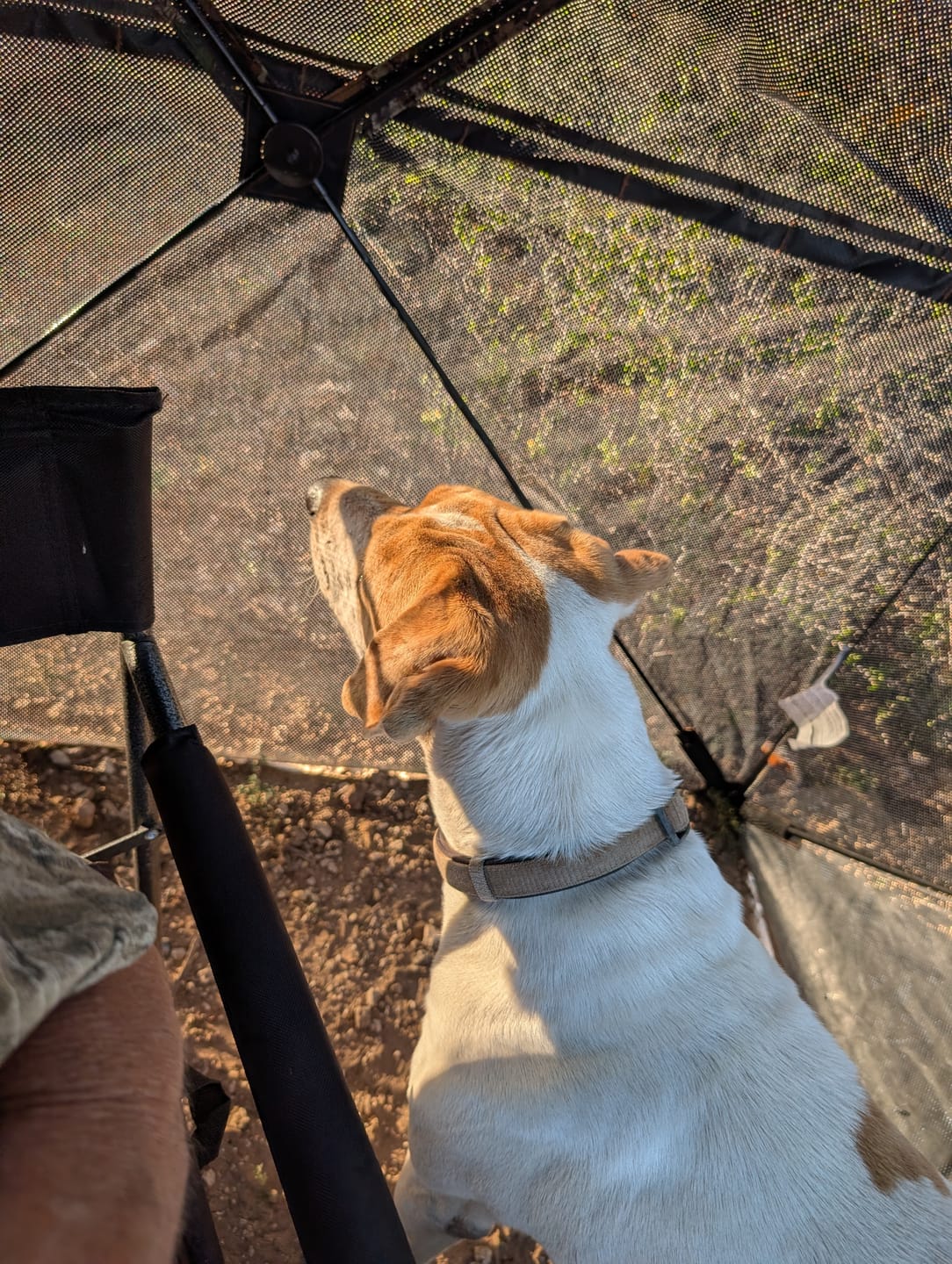 Customer photo review of Vis Series 270 Degree See Through Hunting Blind | Portable 2 3 4 Person Ground Blind | Camo Pop Up Deer Blind for Deer & Hunters