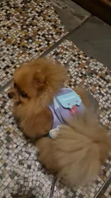 Customer photo review of Mochila Adorable para Perros