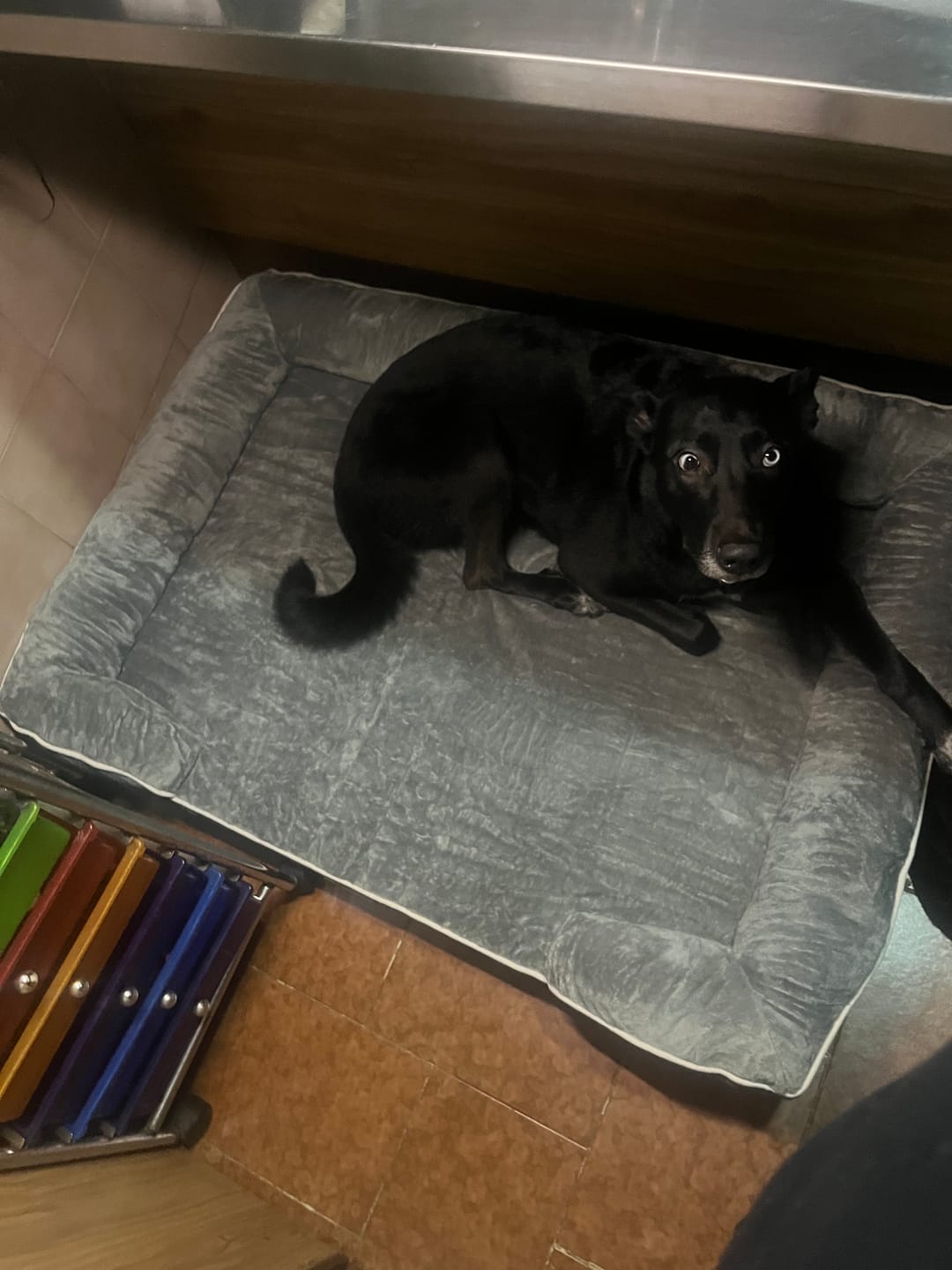 Customer photo review of Cama Ortopédica para Perros