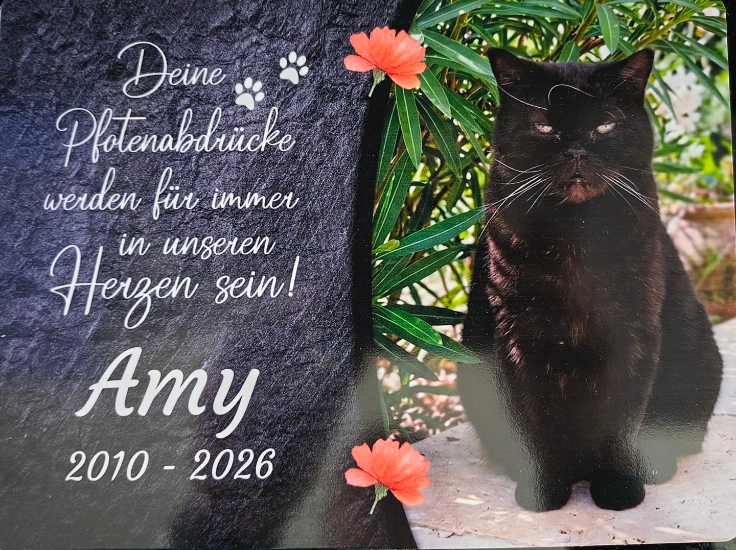 Customer photo review of Katzen Gedenktafel mit Foto & Spruch (UV- & Wetterfest)