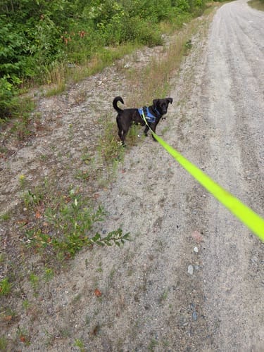 Customer photo review of Front D-Ring Attachment