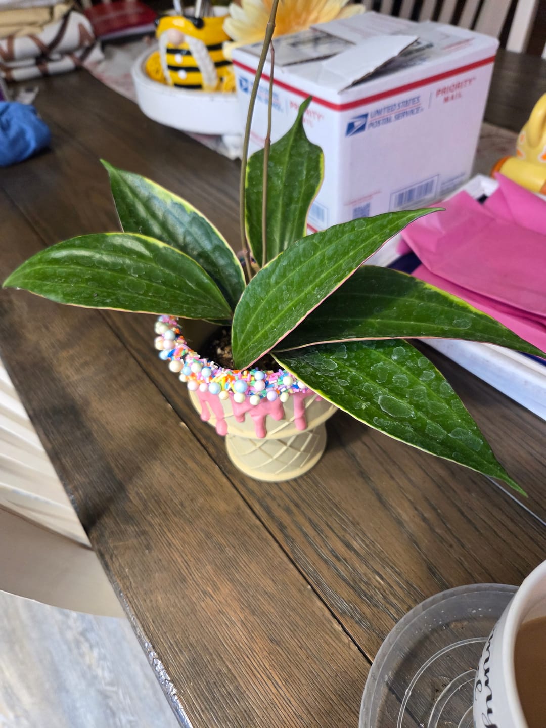 Customer photo review of Hoya latifolia albomarginata