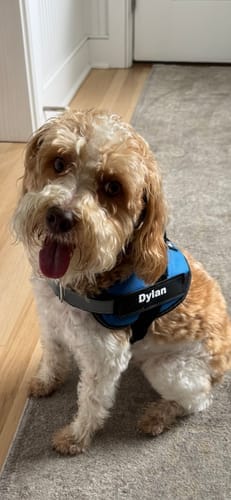 Customer photo review of Dogshood ™ No Pull Harness
