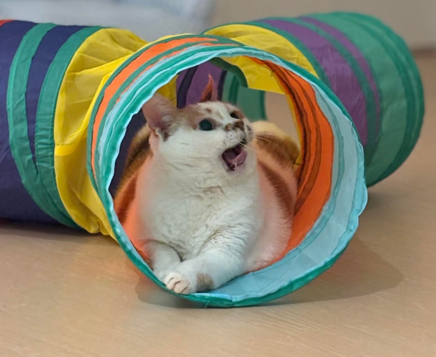 Customer photo review of 3 Way Collapsible Cat Tunnel