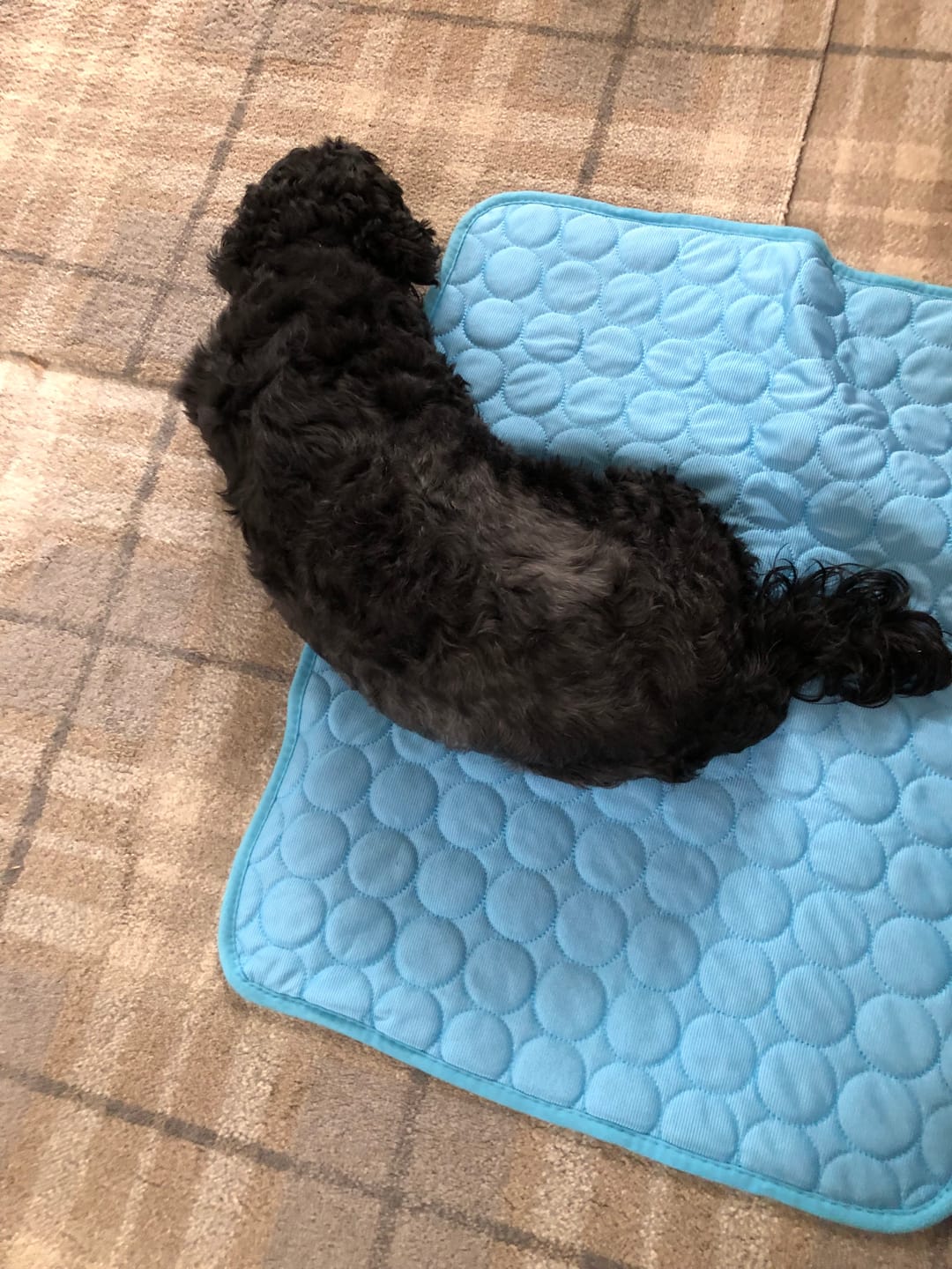 Customer photo review of The Ultimate Cooling Pet Mat