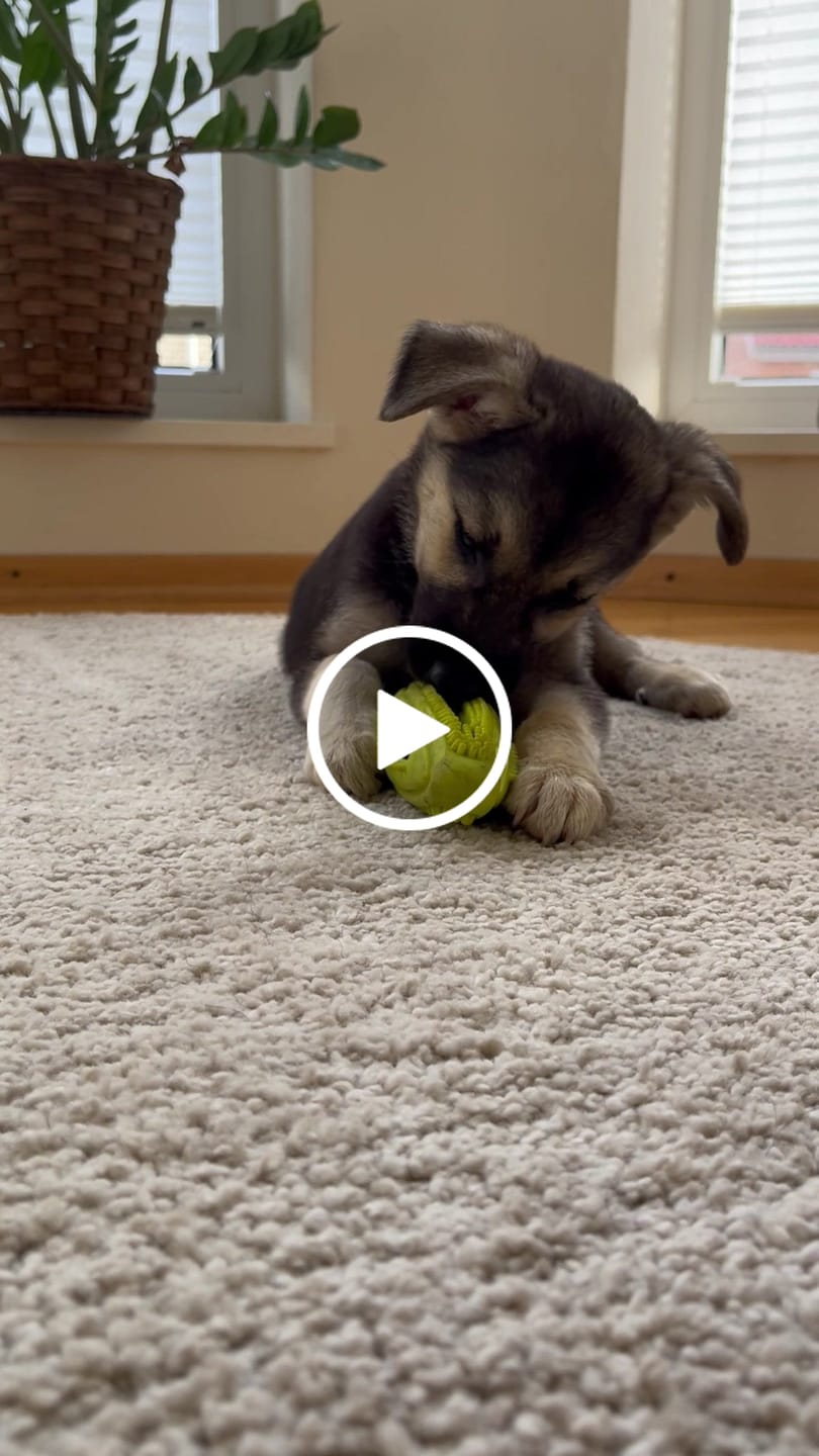 Customer video review of Wurmtest Plus Hund Sparpaket