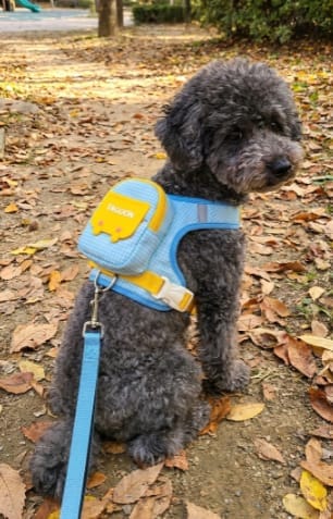 Customer photo review of Mochila Adorable para Perros