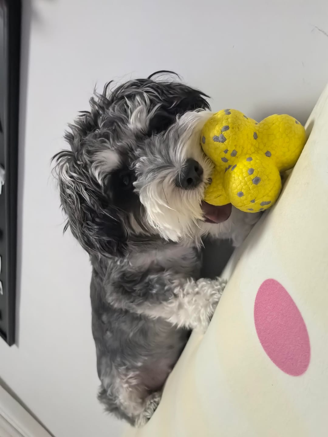 Customer photo review of Pawtique BounceBright™ Textured Fetch Toy