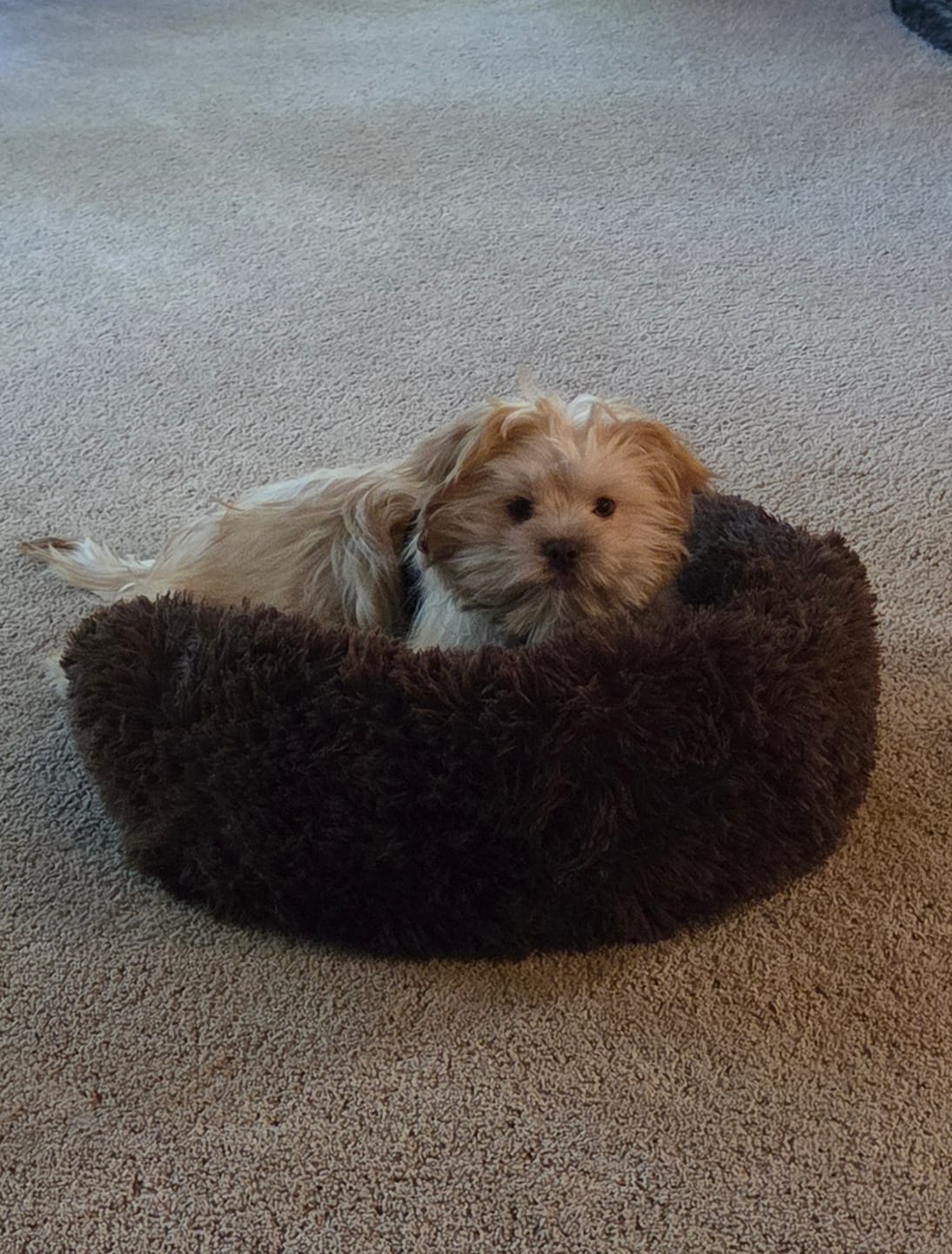 Customer photo review of The Original Fluffy Bean® Pet Bed