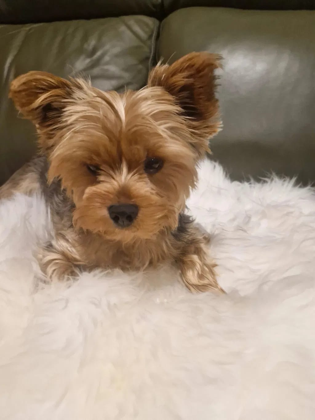 Customer photo review of PawWipe – Badet din hund faktiskt gillar