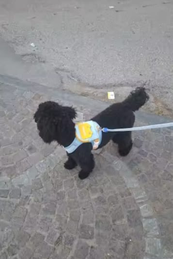 Customer photo review of Mochila Adorable para Perros