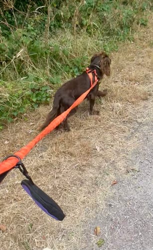 Customer photo review of TragPet Anti-Zug Hundegeschirr