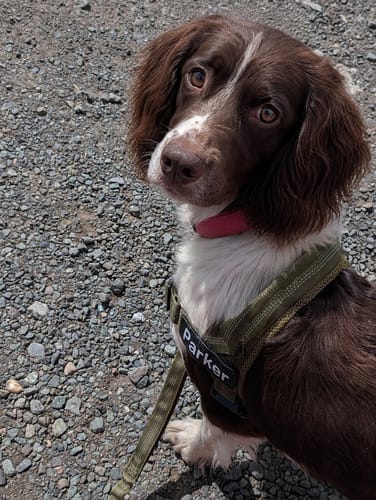 Customer photo review of TragPet Anti-Zug Hundegeschirr