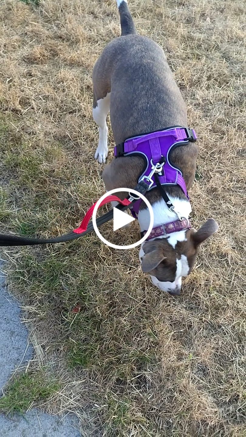Customer video review of Prime harness - purple