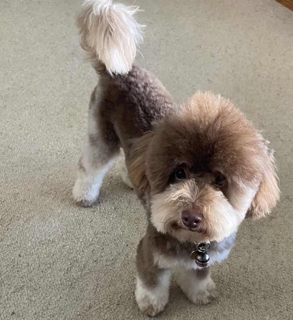 Customer photo review of PawWipe – Badet din hund faktiskt gillar