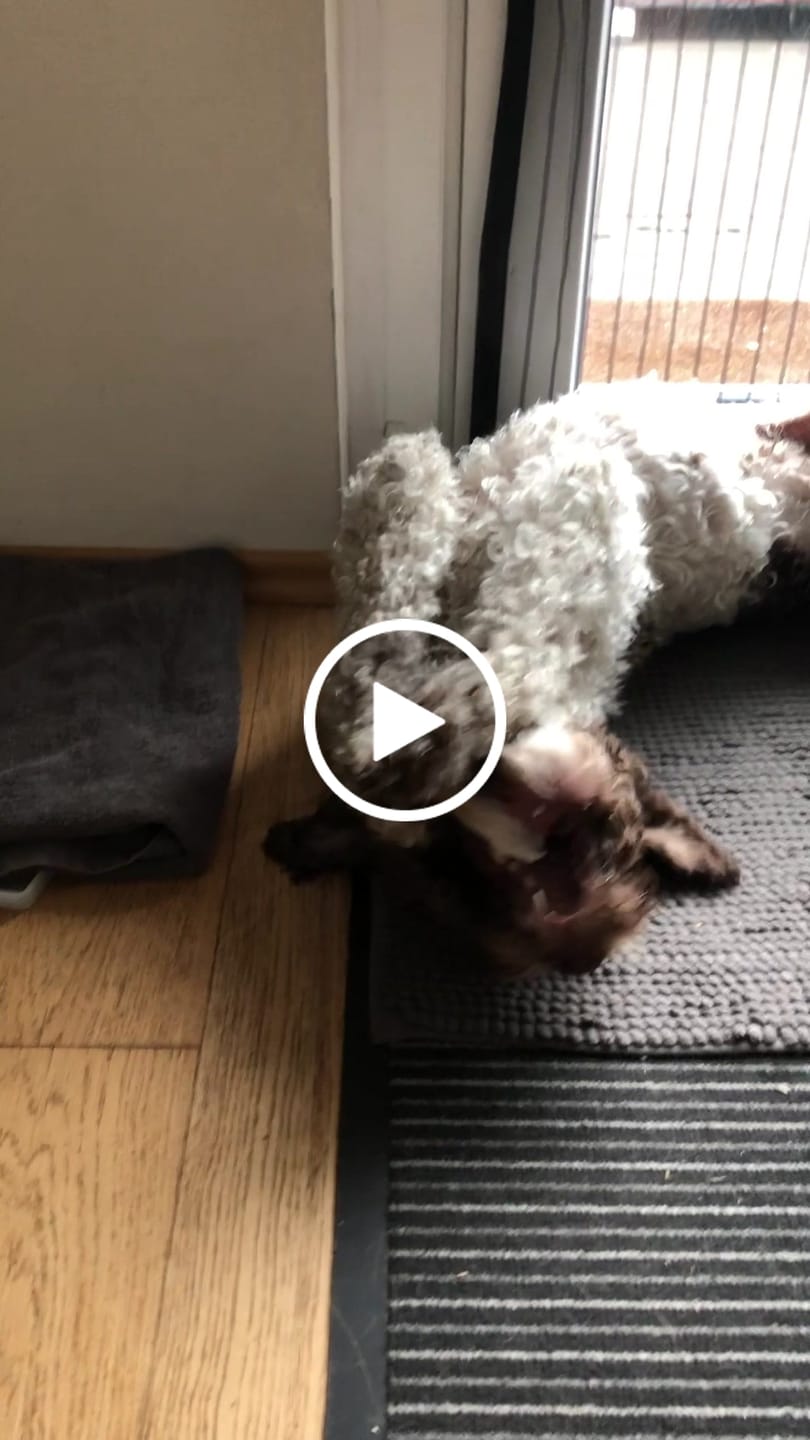 Customer video review of Wurmtest Plus Hund