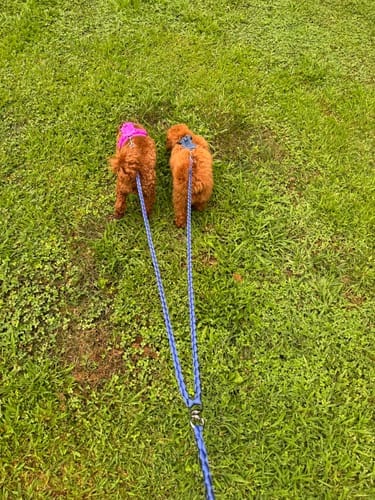 Customer photo review of Double Leash — Walk Two Dogs, One Leash