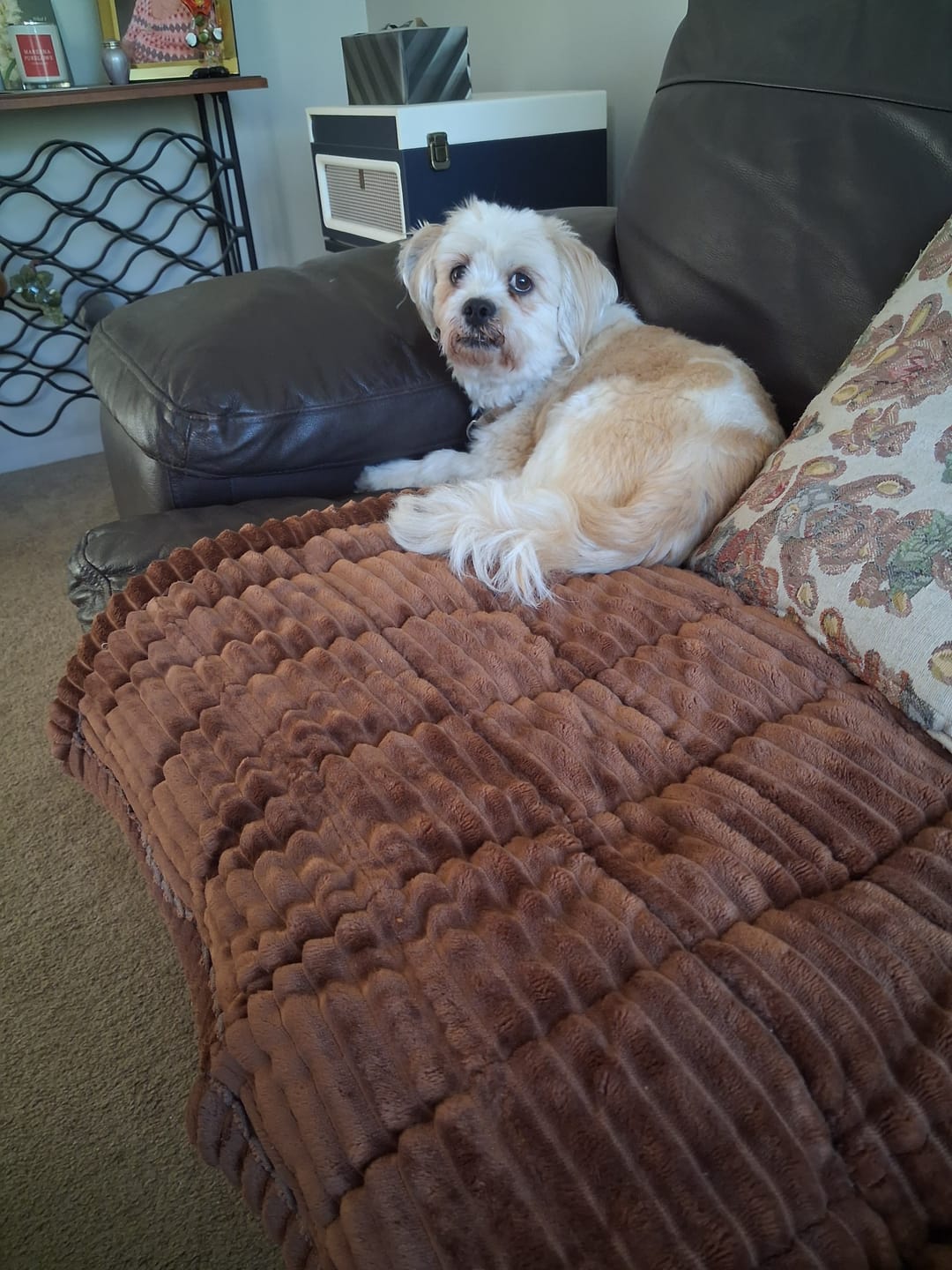Customer photo review of Cosy Couch - Couch Cover
