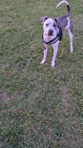 Customer's Dogshood No Pull Harness worn by a dog standing in a grassy field.